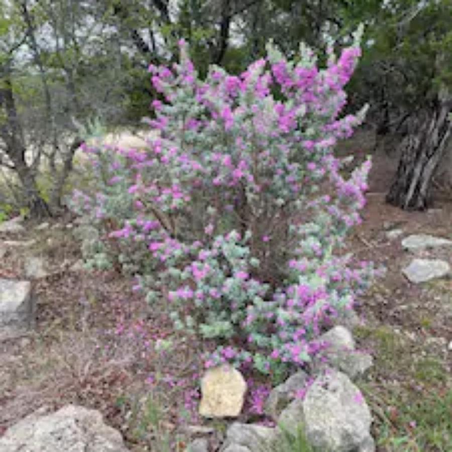 Entire 2Br 2Ba Hilltop View Home Sleeps 7 Pets 4 Acres Jacuzzi Central Ac Kingbeds Free Wifi-Parking Kitchen Washerdryer Starry Terrace Two Sunset Dining Patios Grill Stovetop Oven Fridge Onsitewoodedhiking Wildlife Coveredpatio4Pets & Birds Singing! Marble Falls Exteriör bild